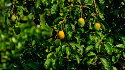Mango production in Makueni County