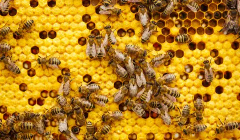 Apiculture production in Makueni County