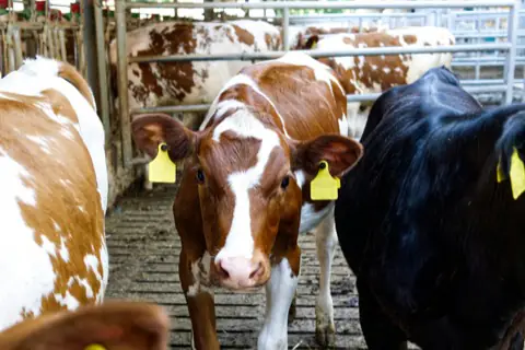 Dairy & livestock production in Makueni County