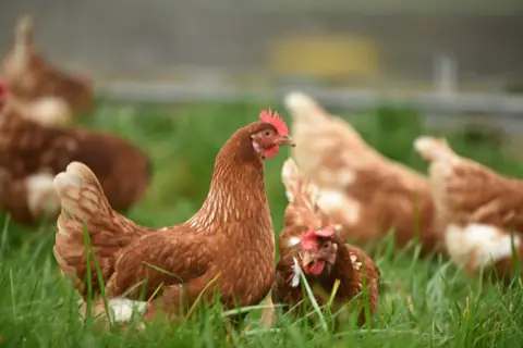 Indigenous poultry production in Makueni County