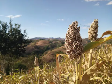Sorghum & cereals production in Makueni County