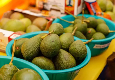 Avocados graded and packed for market