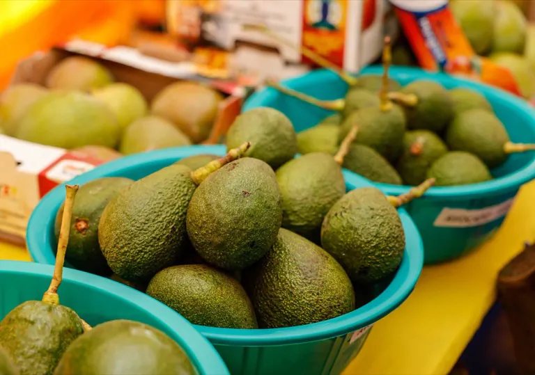 Avocados graded and packed for market