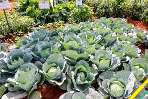 Cabbages grown on a county demonstration plot