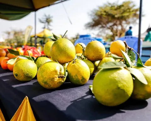 Citrus harvested in Makueni County