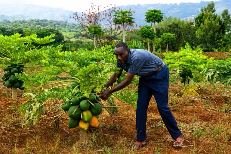 A farmer harvesting pawpaw on his orchard