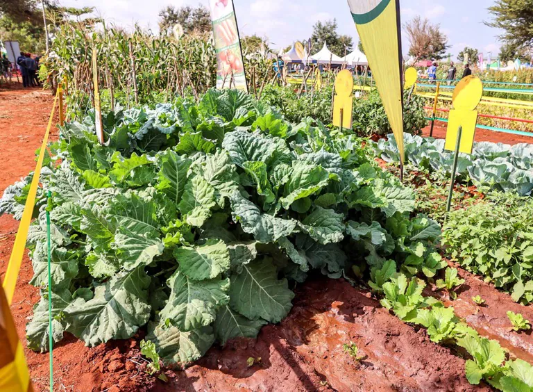 A kale demonstration plot run by county extension officers