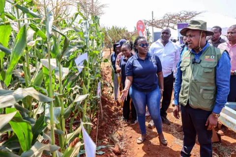 Extension officers at a maize demonstration plot