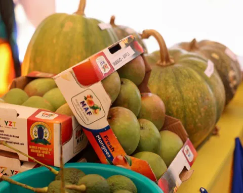 Makueni mangoes boxed for market and export
