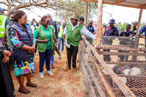 Indigenous poultry kept by a Makueni farmer