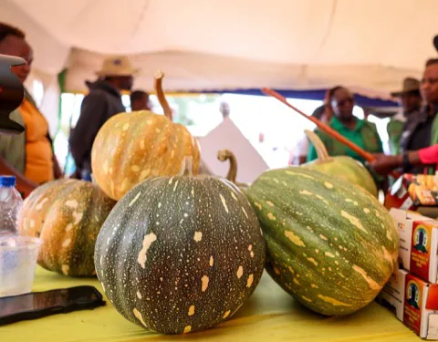Pumpkins displayed at a county produce show