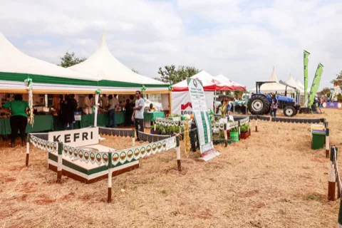 Exhibition stands at the county agricultural show